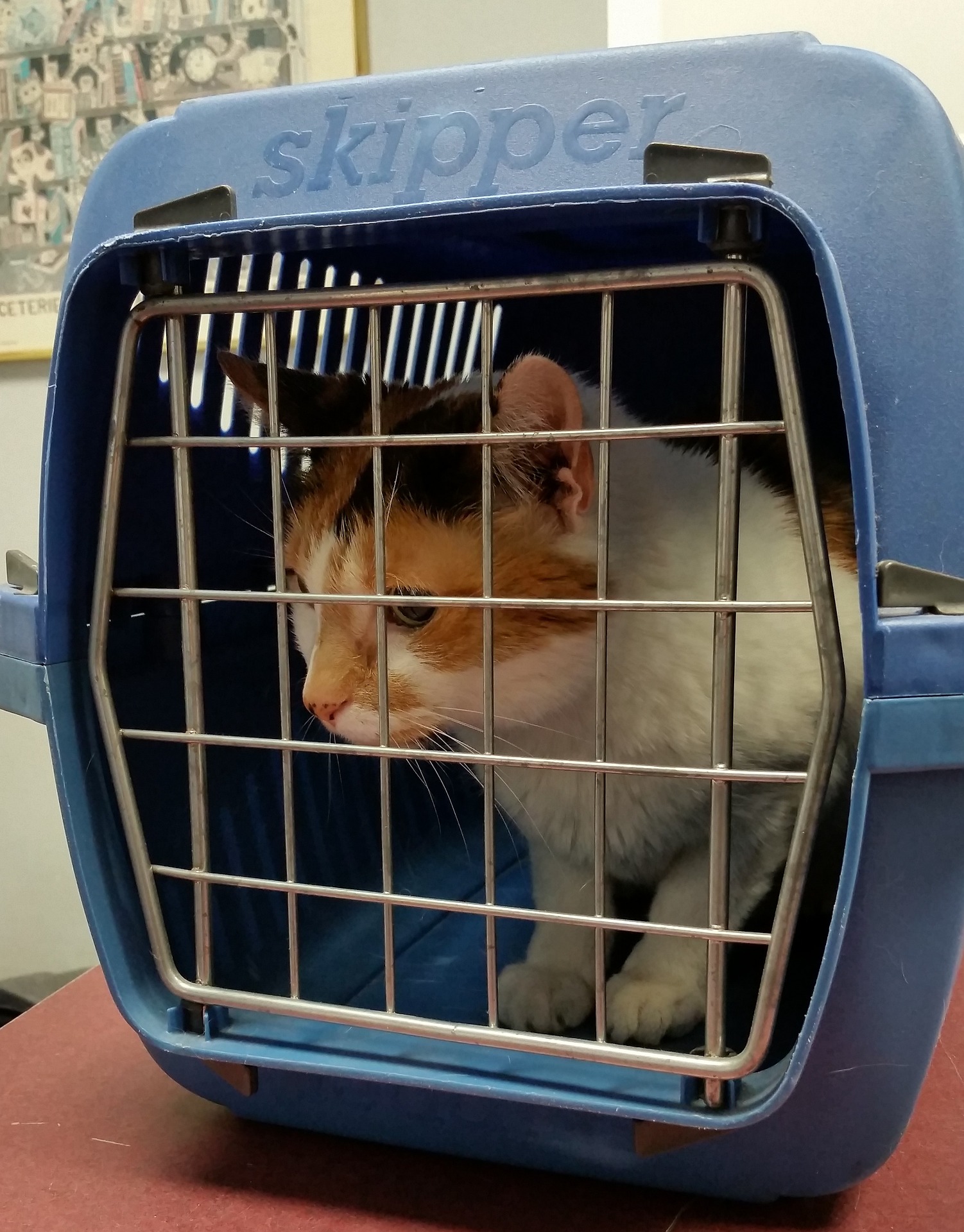 cat carrier cost