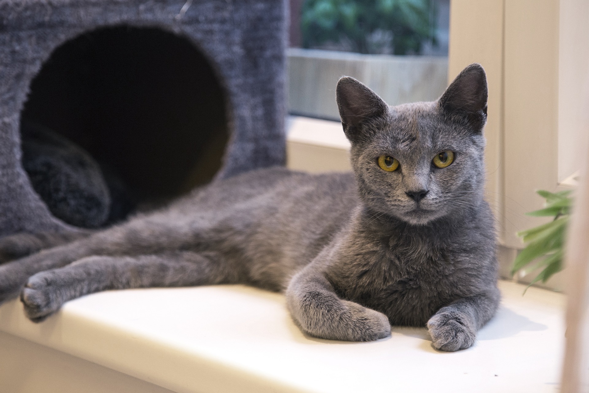 Catifying Your Home