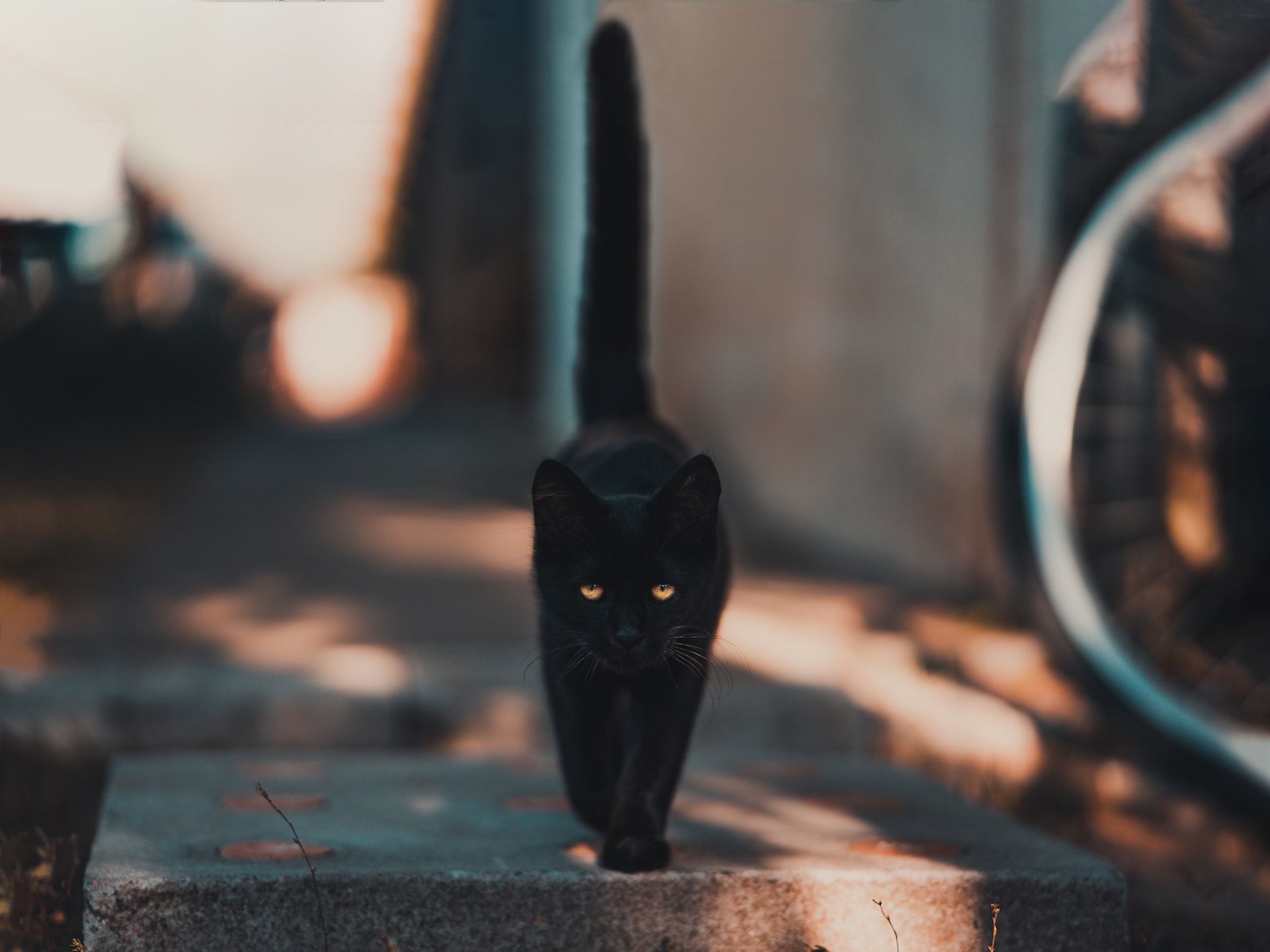 black cat walking tail straight up