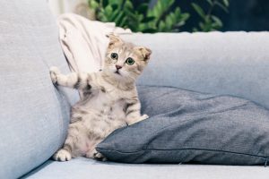 cute cat sitting on sofa