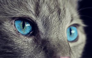 grey cat blue eyes