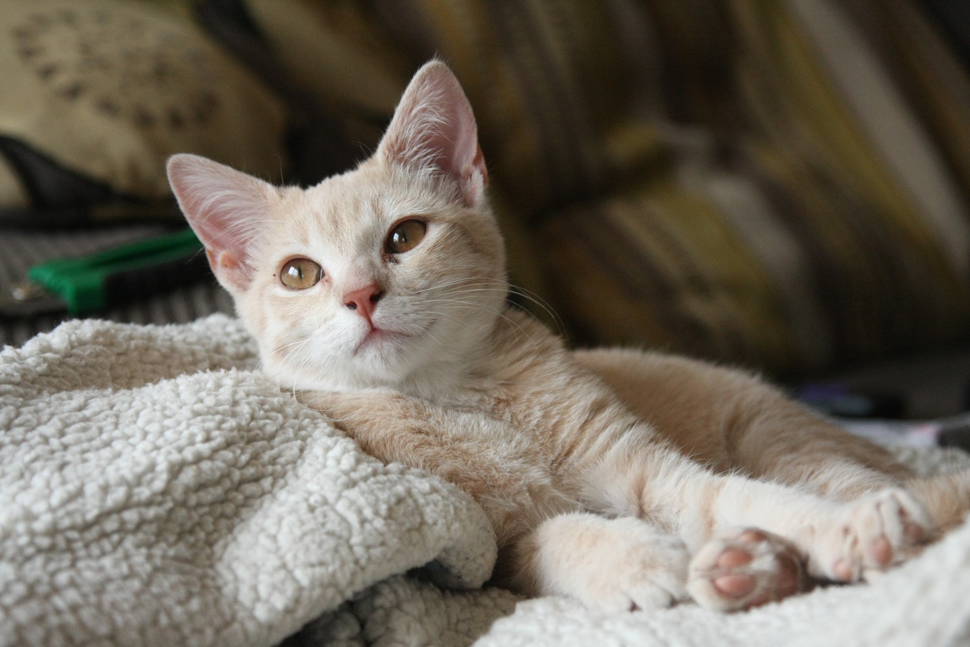 white cat in a pile of blankets
