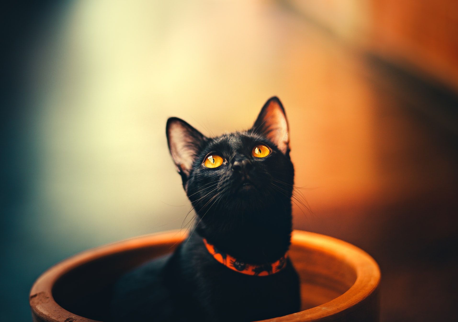 cat not drinking from fountain