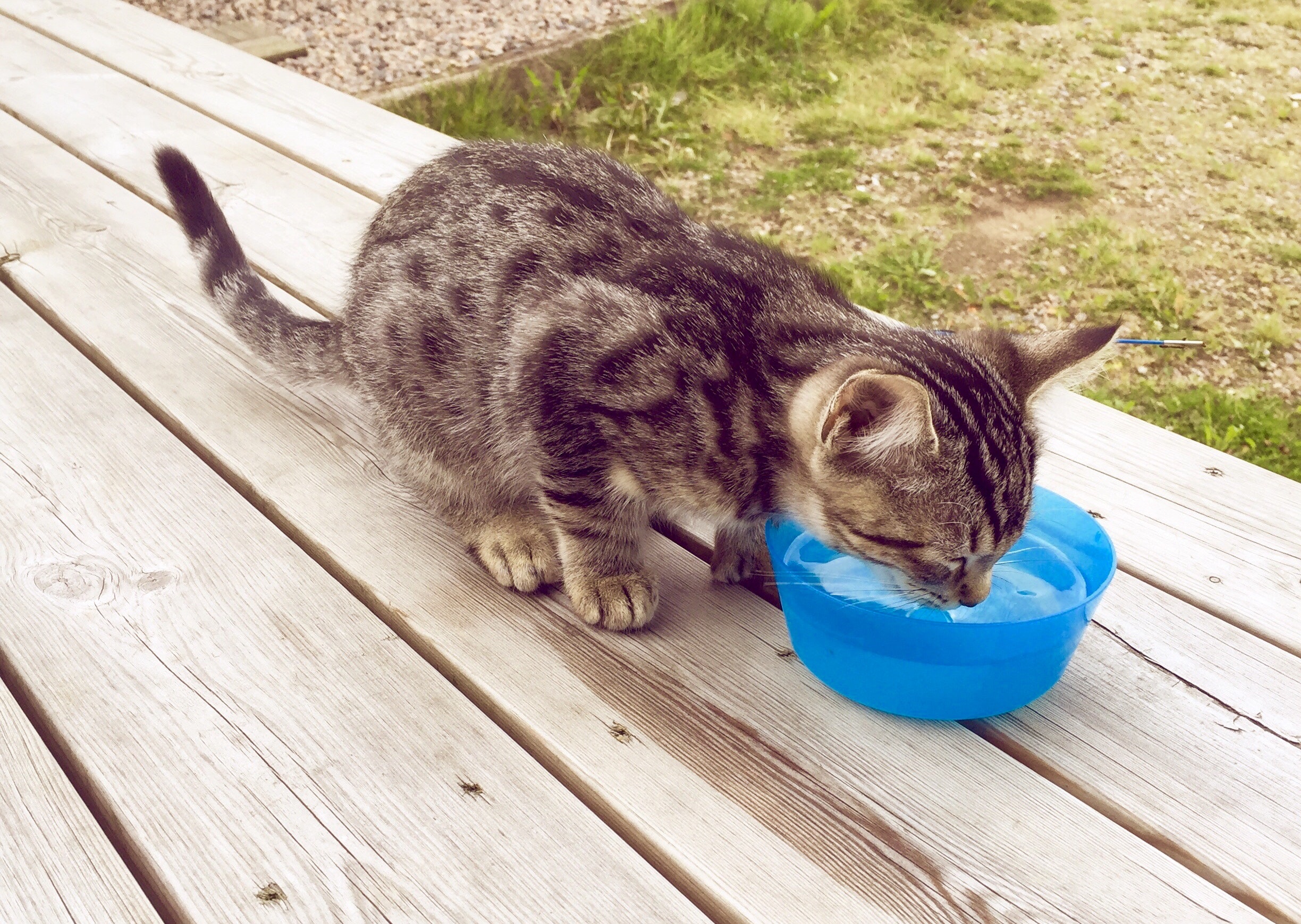 cat drinking from blue bowl pexels Wara Nimprapuad