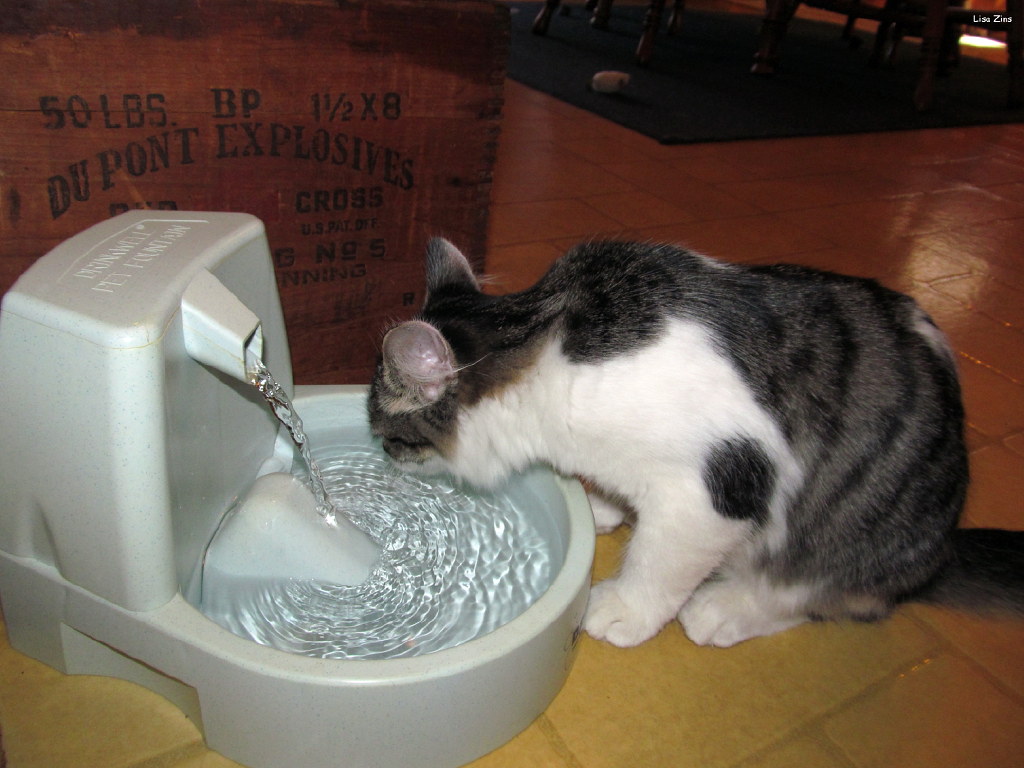 cat drinking from cat fountain Lisa Zins flickr
