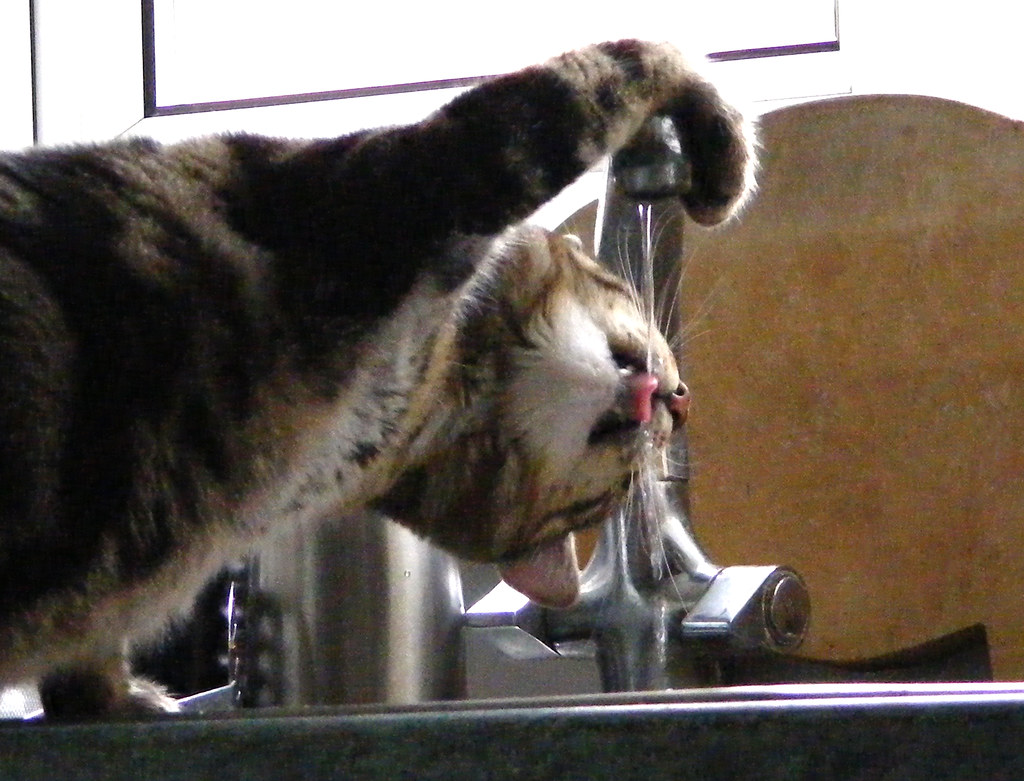cat drinking from tap flickr