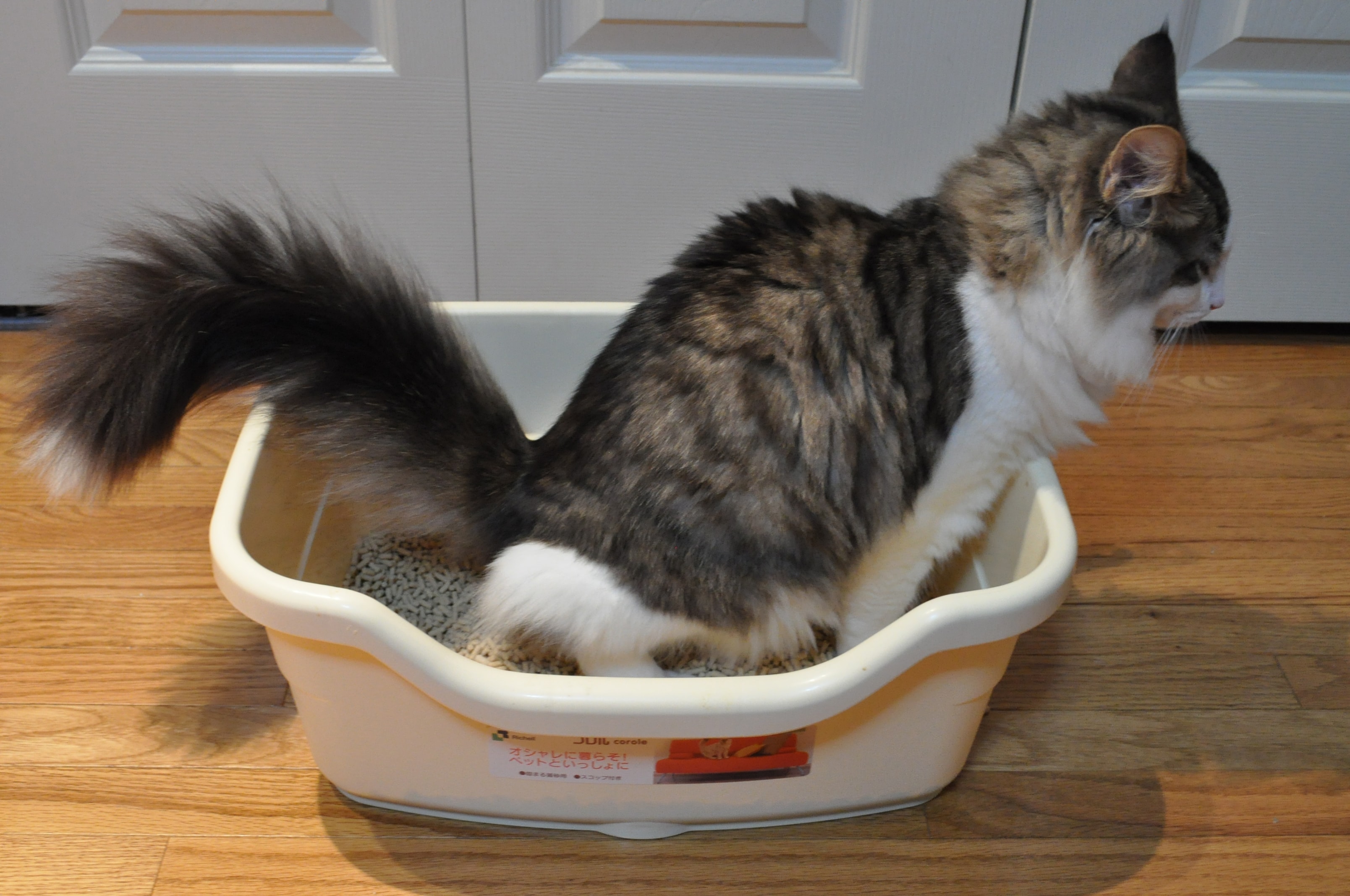 cat using litter box wikimedia commons featured image