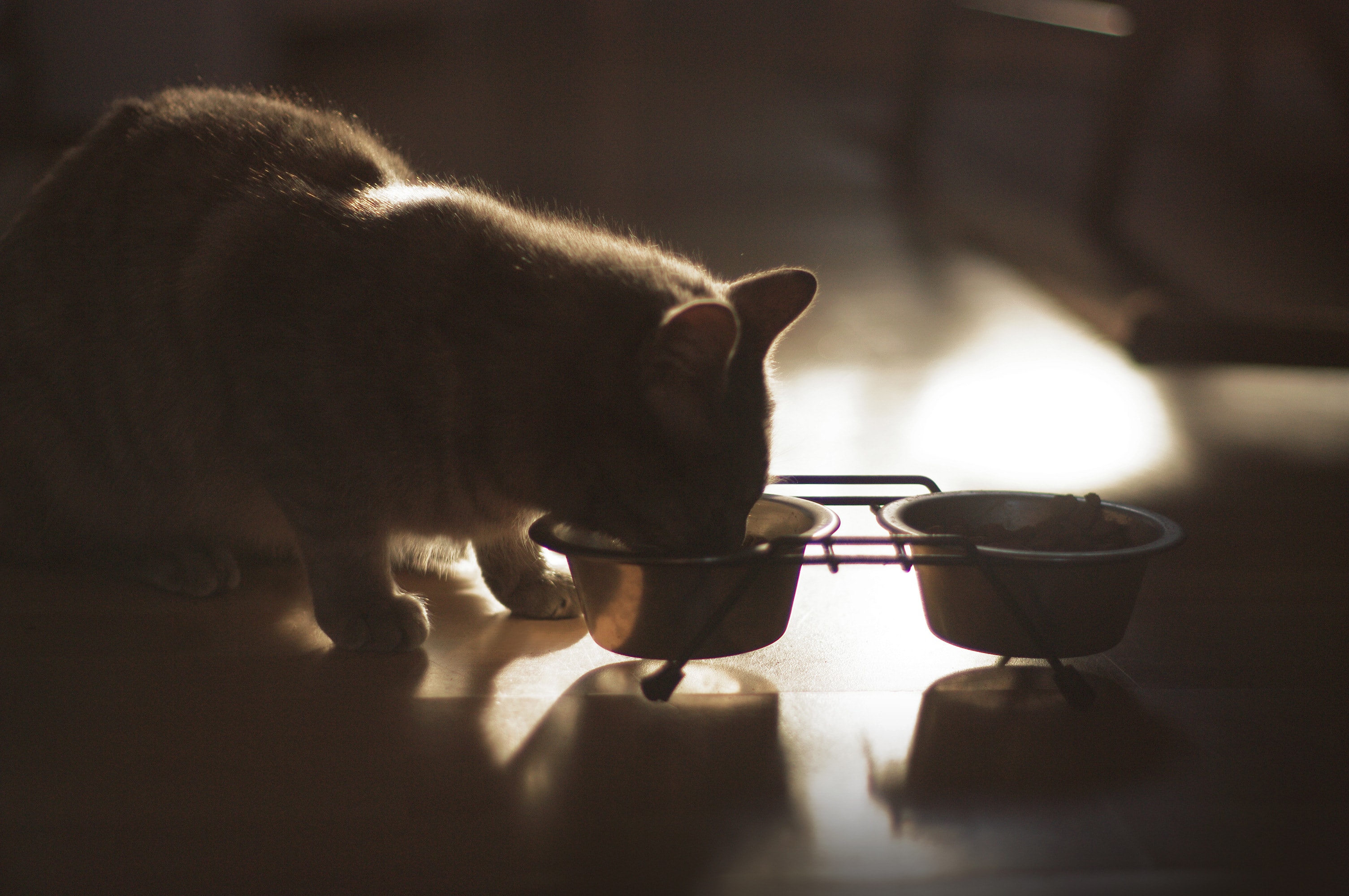 kitten eating Mylene Bressan openphoto