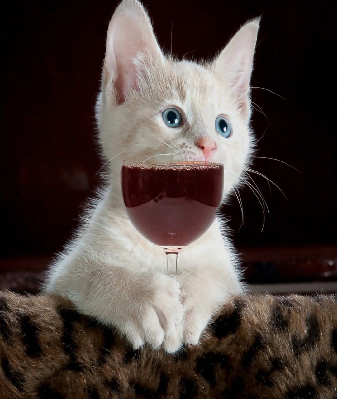 kitten with wine glass pixabay