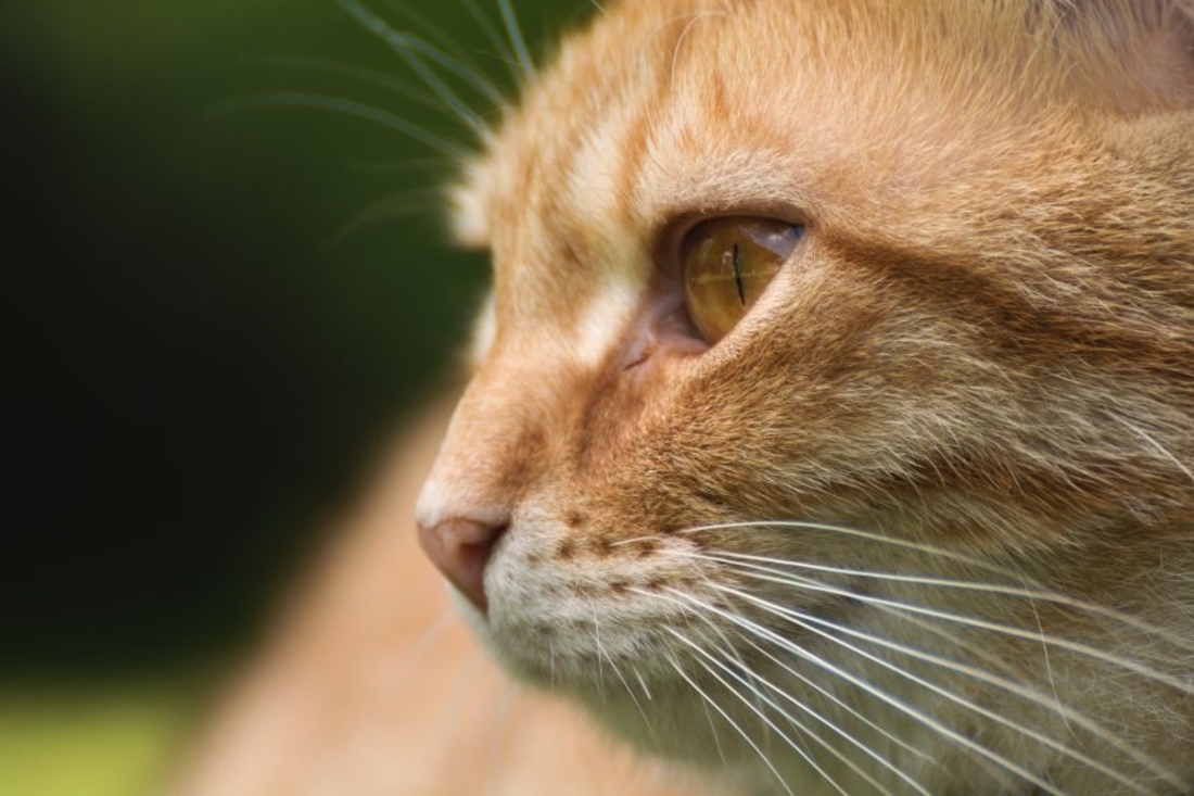 orange cat sunken eyes dehydrated cat libreshot