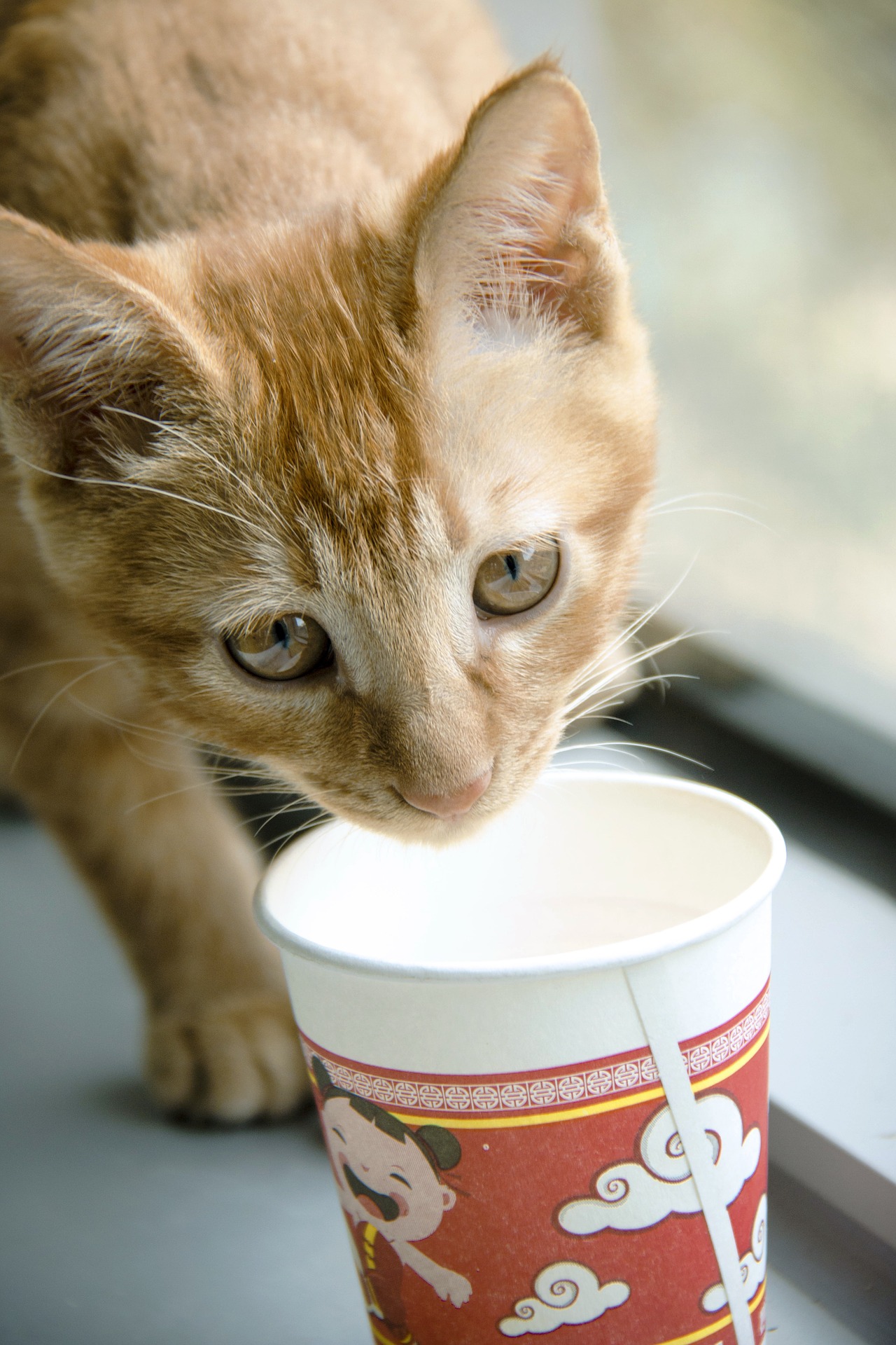 orange kitten drinking from cup pixabay