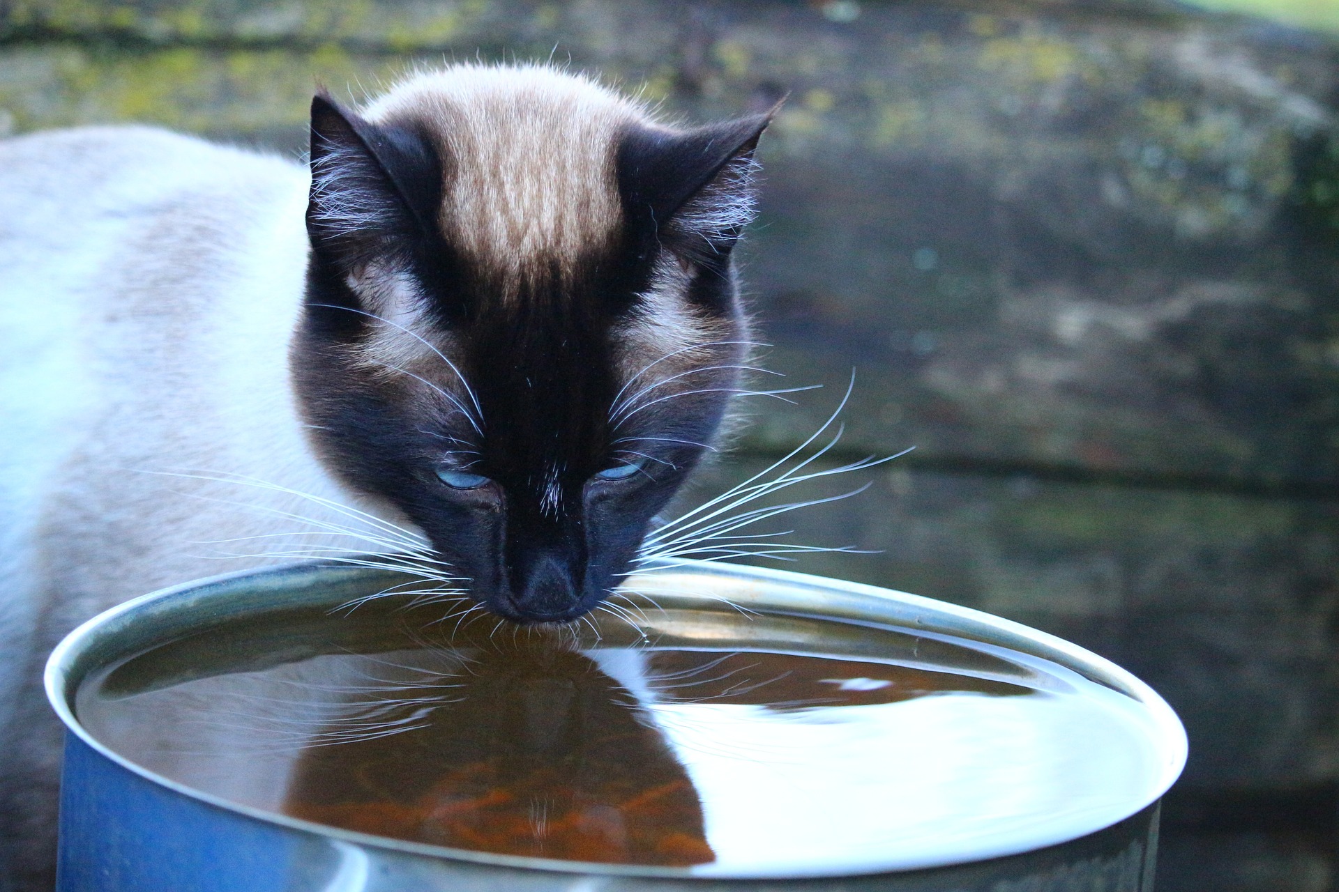 siamese cat looking angry drinking water pixabay