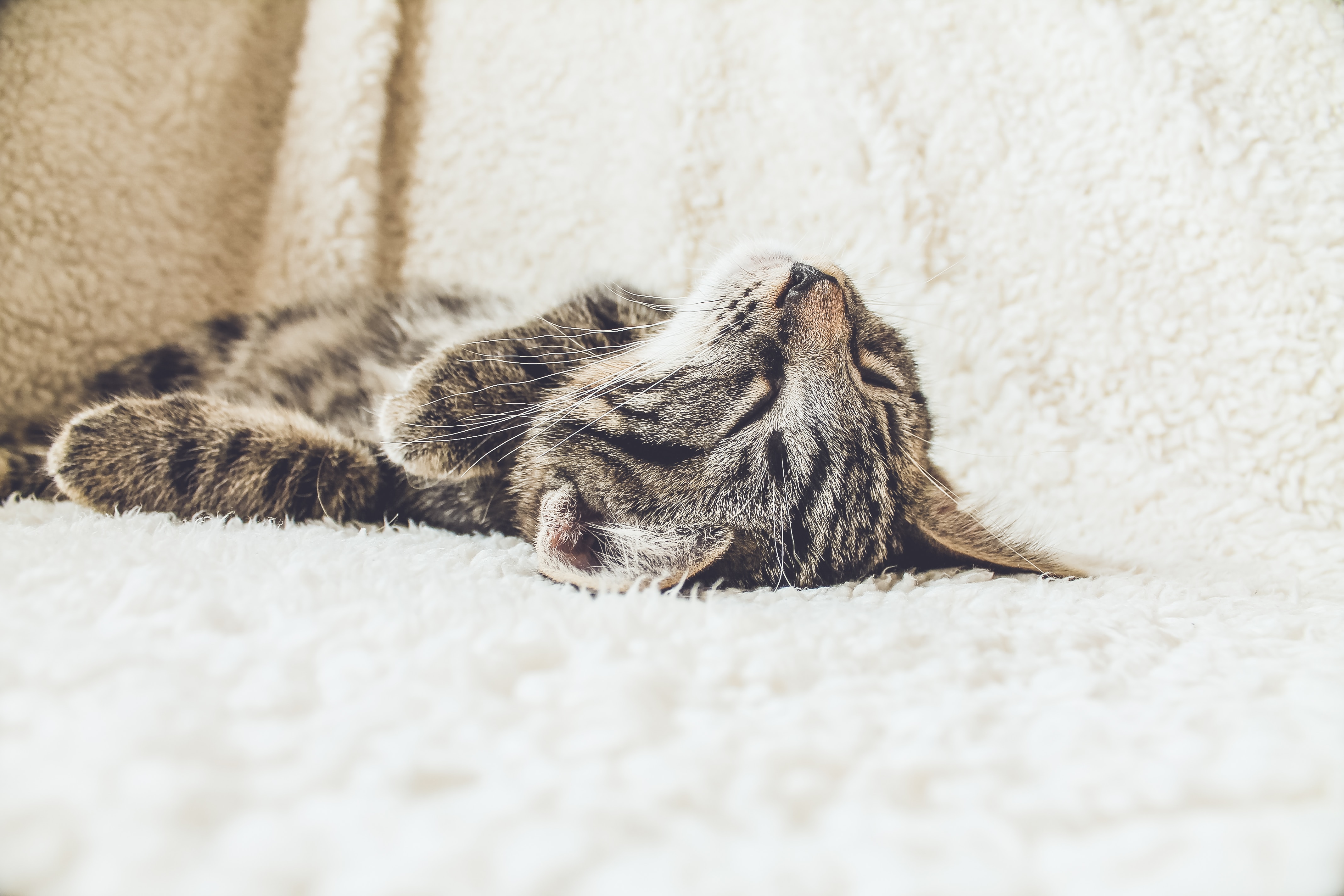 tired sleeping cat dehydrated cat Erik-Jan Leusink unsplash