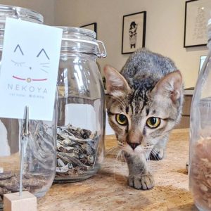cat surrounded by food nekoya
