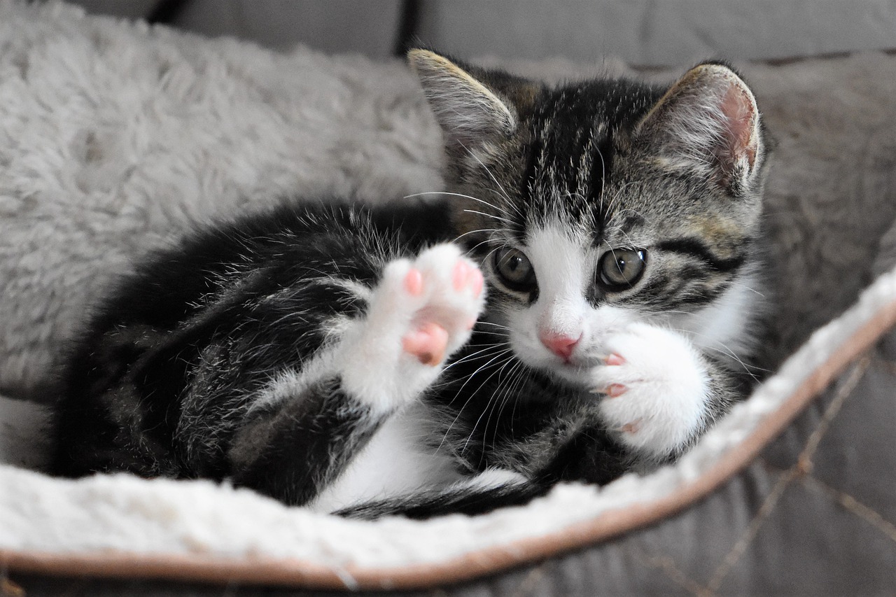 cute kitten with cute toe beans pixabay first aid basics