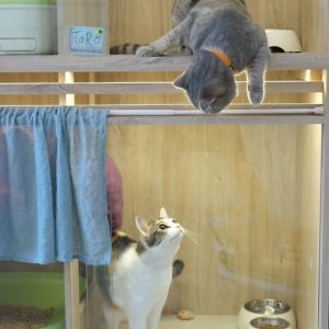 two cats in cabins looking at each other environmental care nekoya