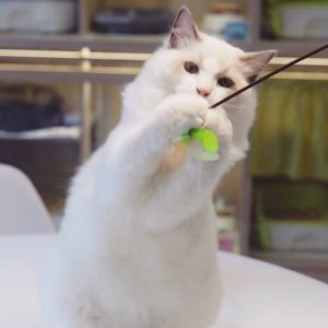 white cat playing with teaser mental stimulation and emotional care nekoya
