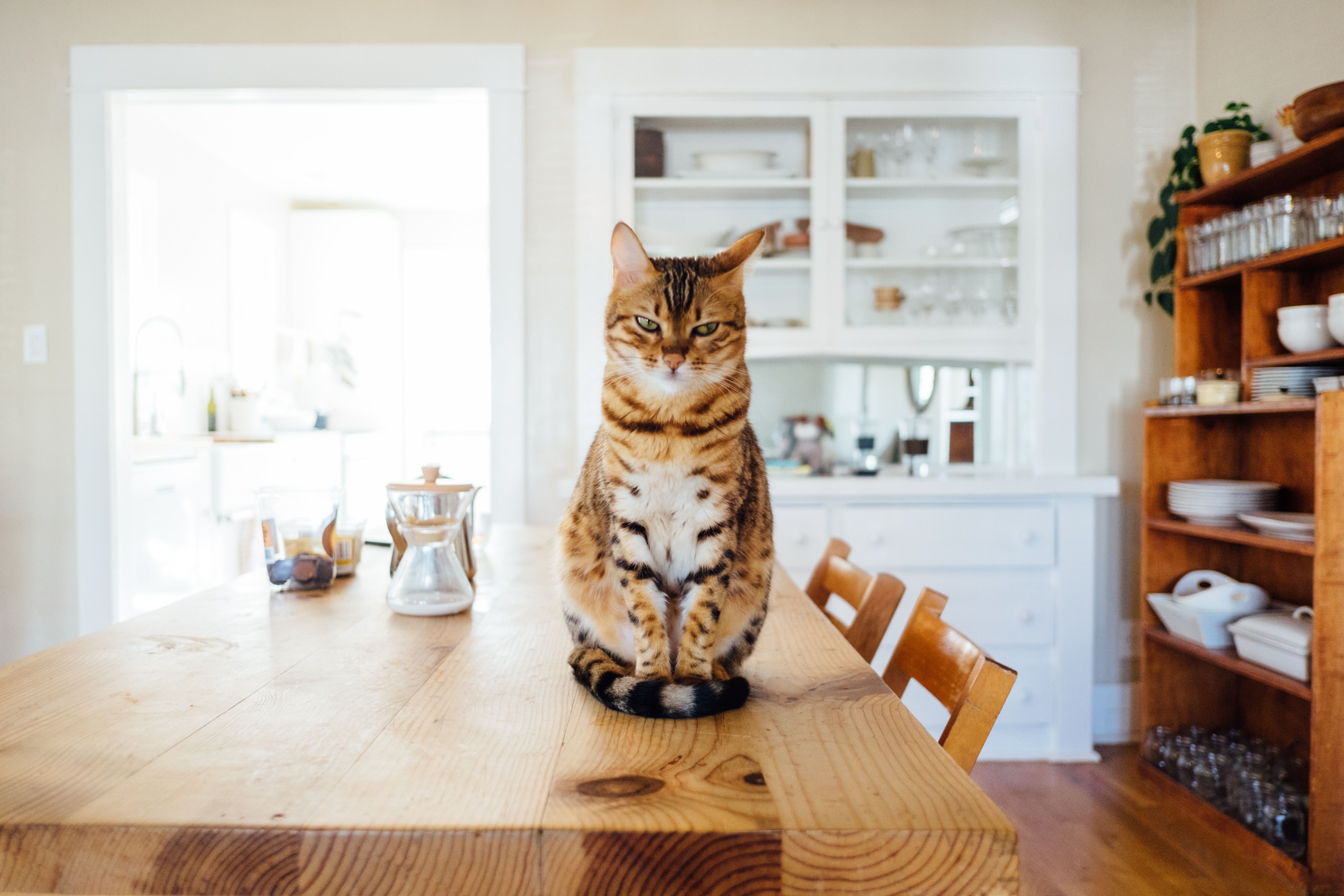 cat sitting on table looking angry signs cat stressed