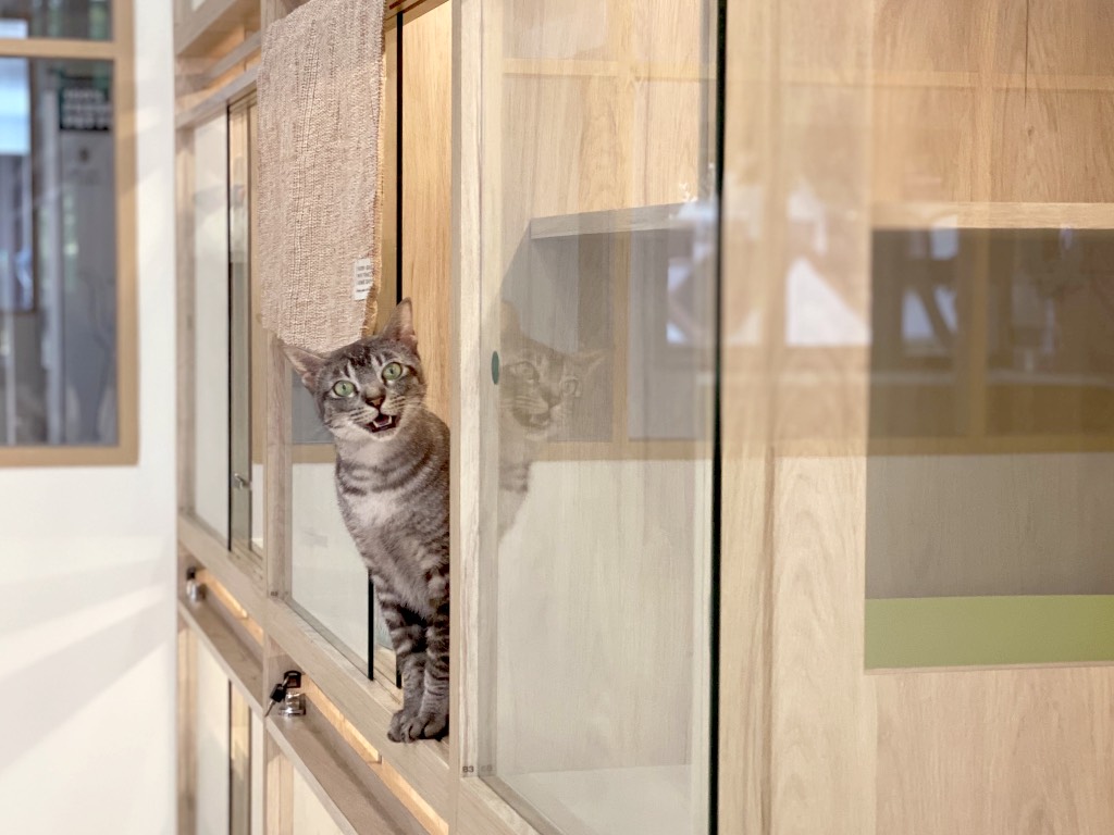 Temporary Cat Boarding | atelier-yuwa.ciao.jp