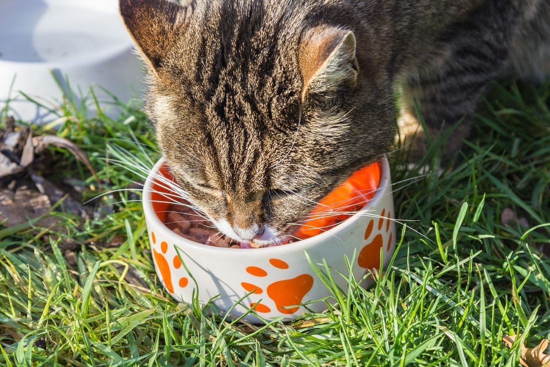 cat eating dehydrated cat pixabay