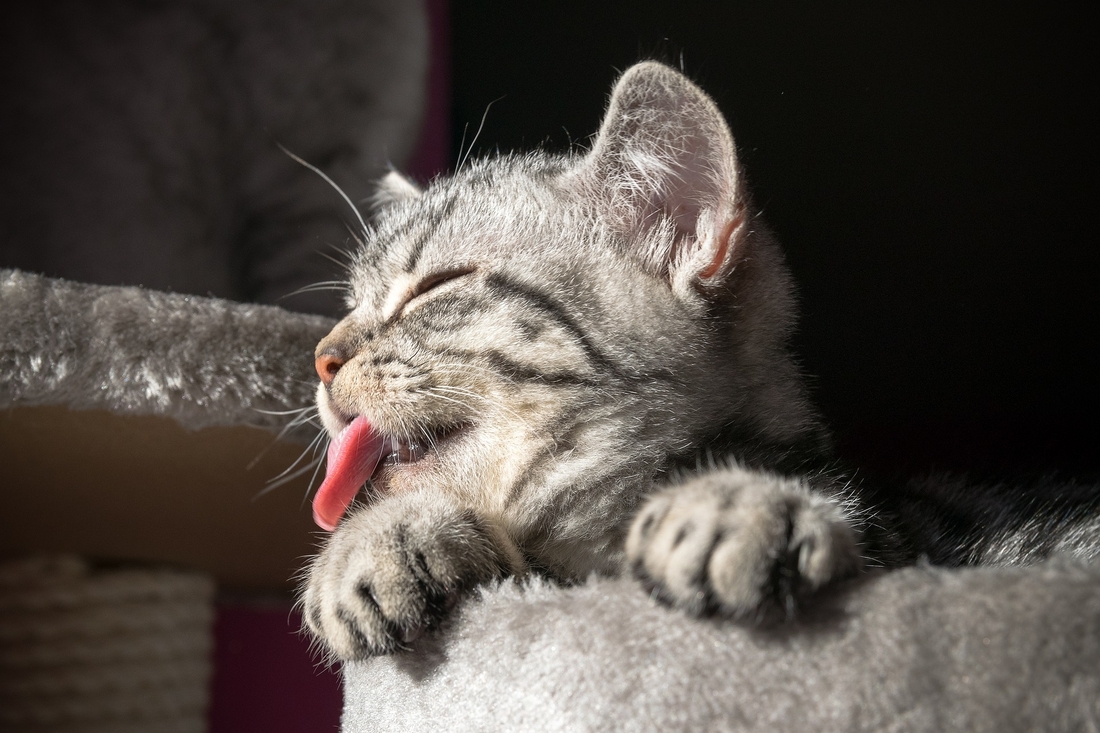 cute cat panting dehydrated cat pixabay