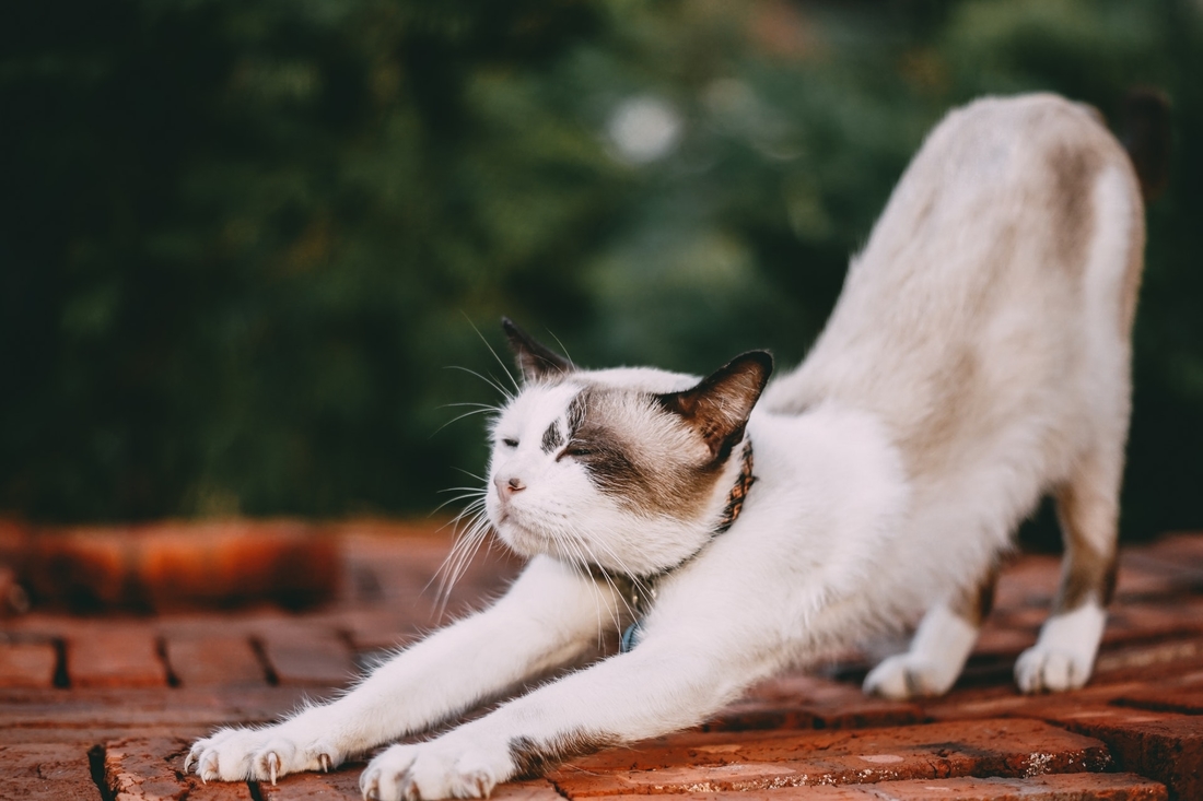 white cat stretching dehydrated cat Tamba Budiarsana pexels