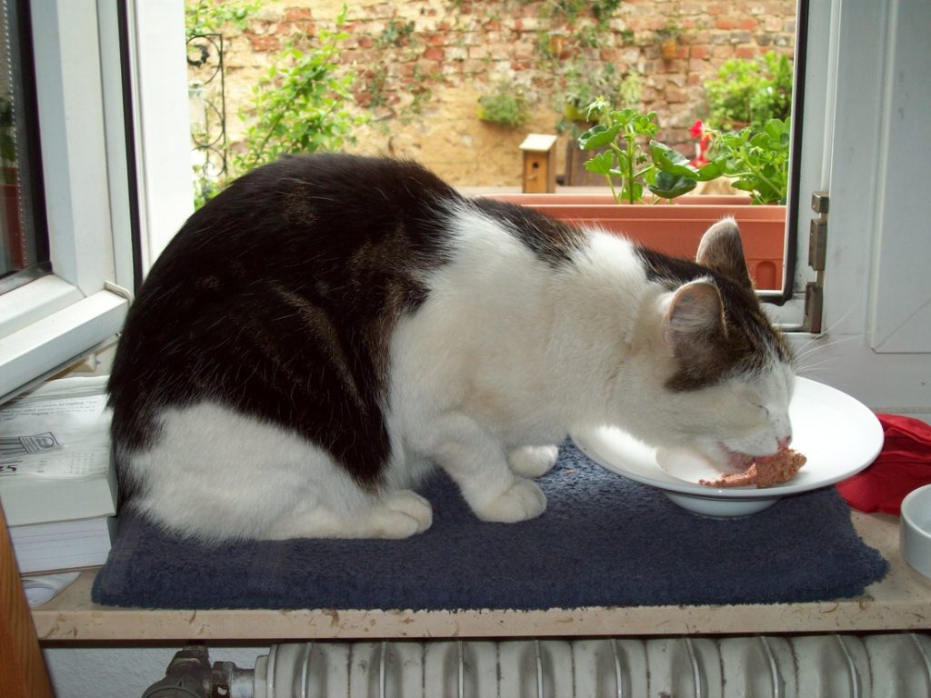 cat eating wet canned cat food wikimedia commons