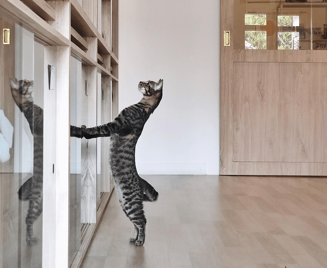 Stricter Rules for Pet Boarders in Singapore
